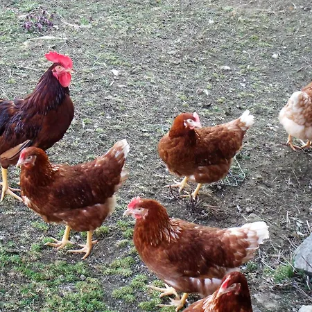 Laerchenhuette Σπίτι διακοπών