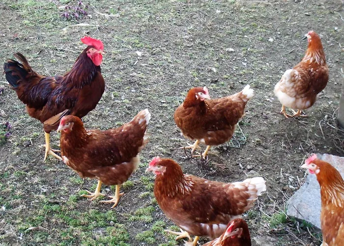 Laerchenhuette בית נופש